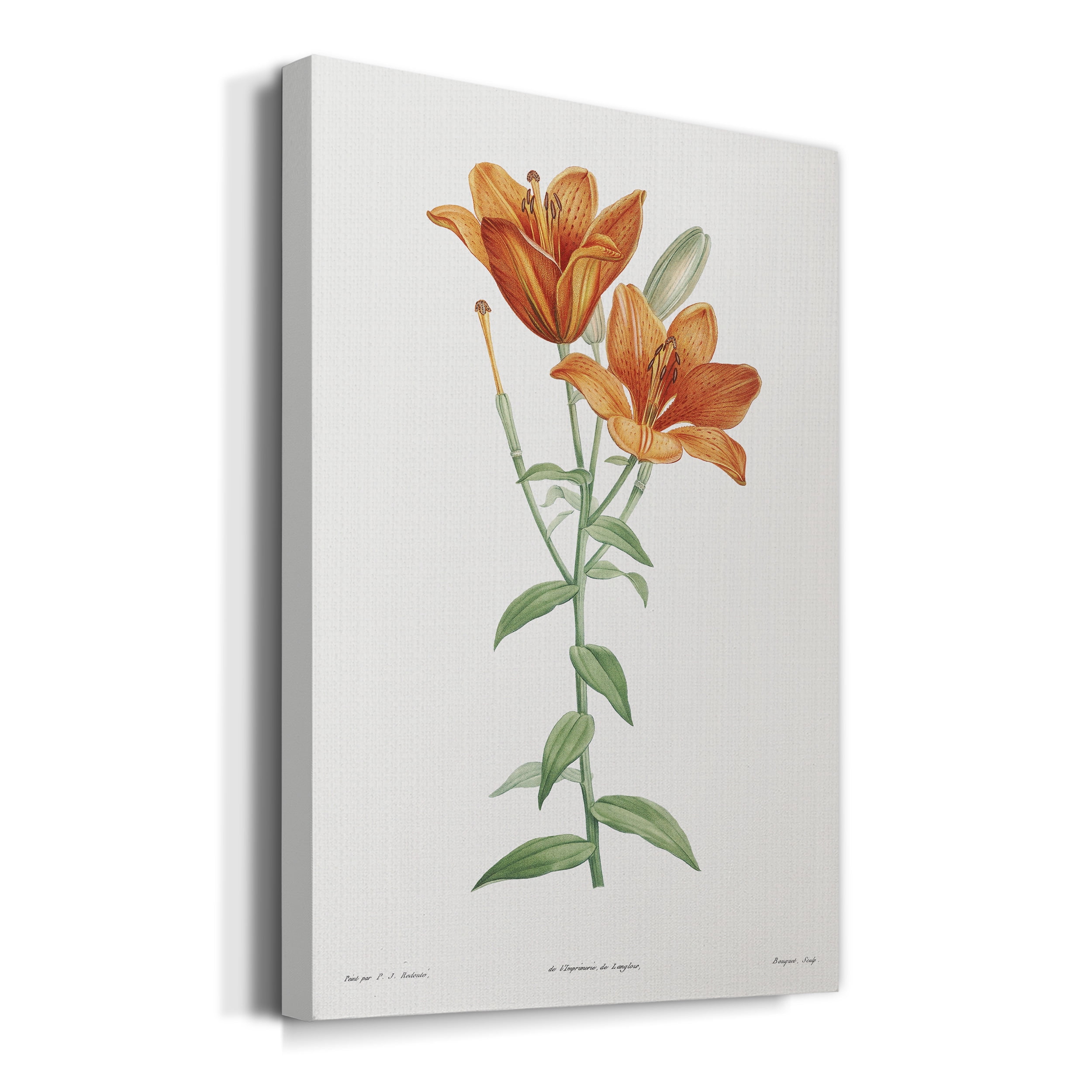 Orange Bulbous Lily Premium Gallery Wrapped Canvas - Ready to Hang - 24 x 36