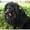 Black, variant on Realistic Lion Mane Dog Costume with Ears & Wig - Black & Brown Fur Pet Outfit for Medium Breeds