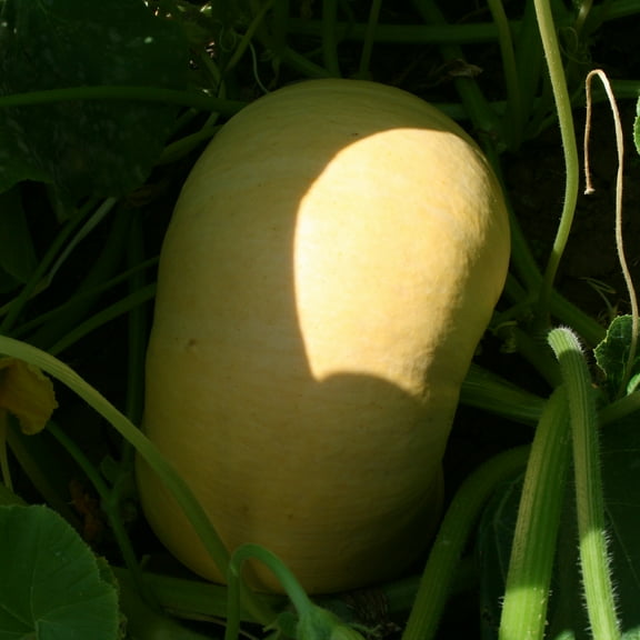 Pumpkin Seeds - Yellow Paris - 4 g Packet ~30 Seeds - Cucurbita maxima - Farm & Garden Vegetable Seeds - Non-GMO, Heirloom, Open Pollinated, Annual