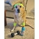 thumbnail image 4 of Juguetes de Fitness para Perros Mancuernas Divertidas Paquete de 2, 4 of 7