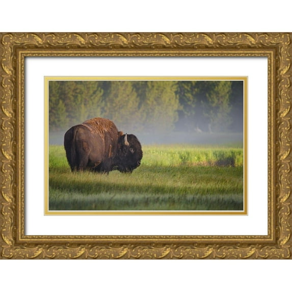 Biswas, Sandipan 32x23 Gold Ornate Wood Framed with Double Matting Museum Art Print Titled - Bison in Morning Light