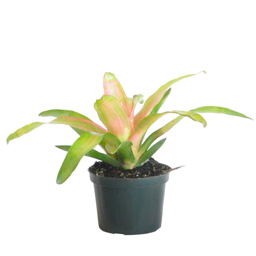 philodendron mcdowell Philodendron 'McDowell' – Sprouts of Bristol main image 0