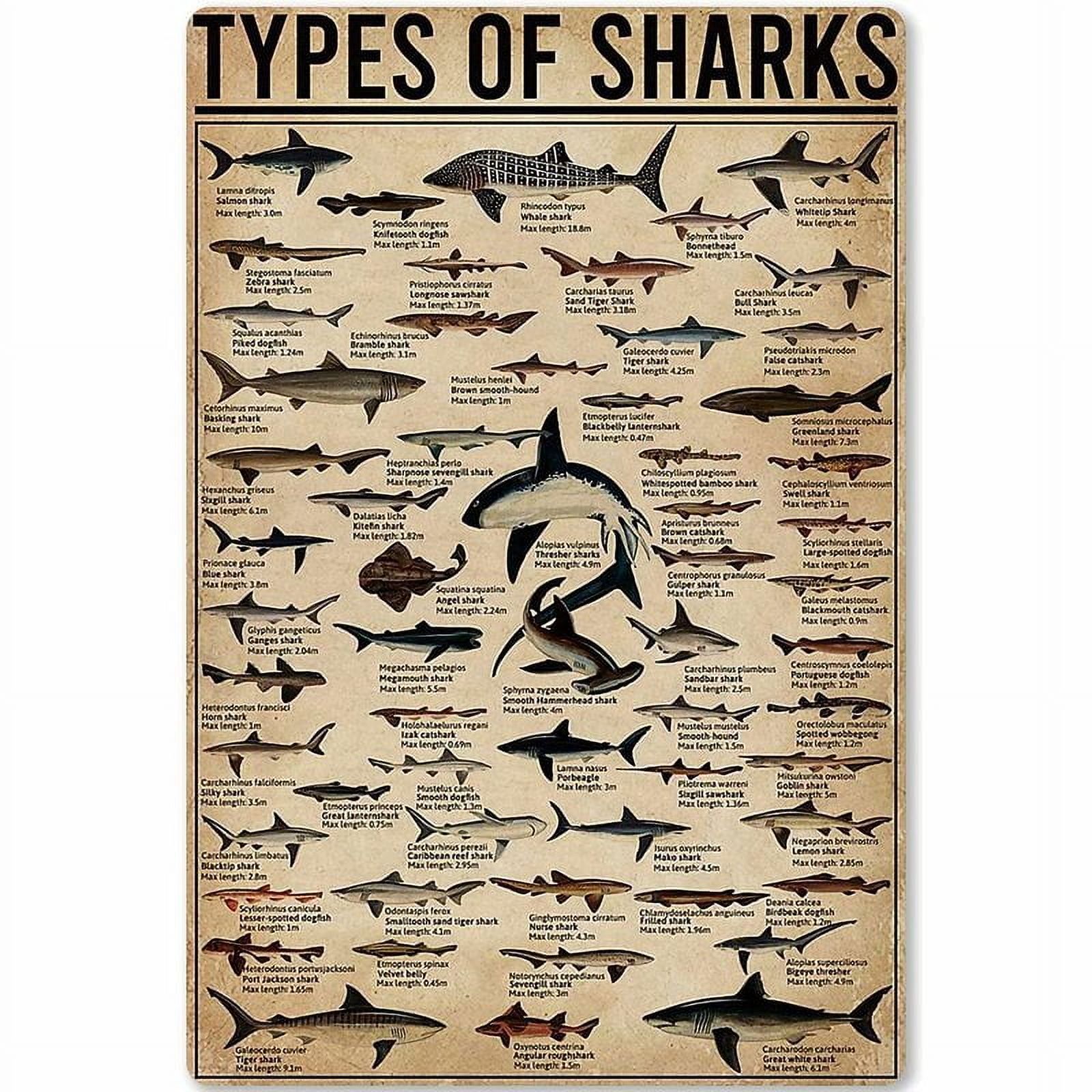 Shark Warnschild 'Gefährliche Marine Life' – 30,5x20,3 Cm Aluminium-Schild Für Strand & Dekoration