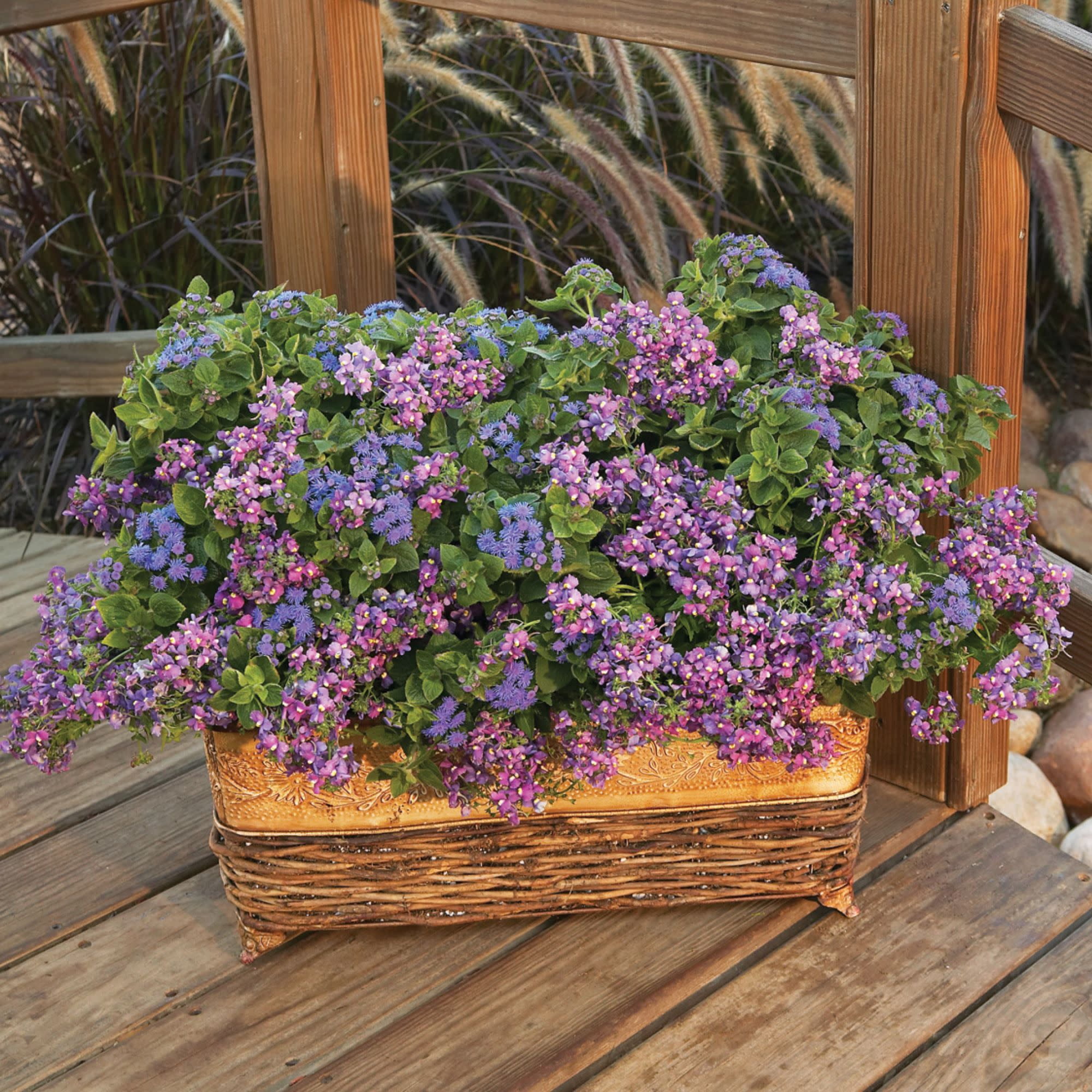 Proven Winners 4" Purple Bluebird Nemesia Live Plant in 4.25" Pot (4 Count)