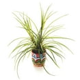 thumbnail image 4 of Color-Me™ Ceramic Bisque Planter (Pack of 12), 4 of 7