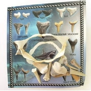 Shark Teeth and Shark Jaw Gift Pack - 1 Real Shark Jaw Plus 7+ Shark Tooth Fragments