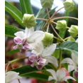 thumbnail image 3 of 20 Graines d'Asclépiade Verte Asclepias Viridis Pourpre Blanc Monarque Fleur Graines, 3 of 4