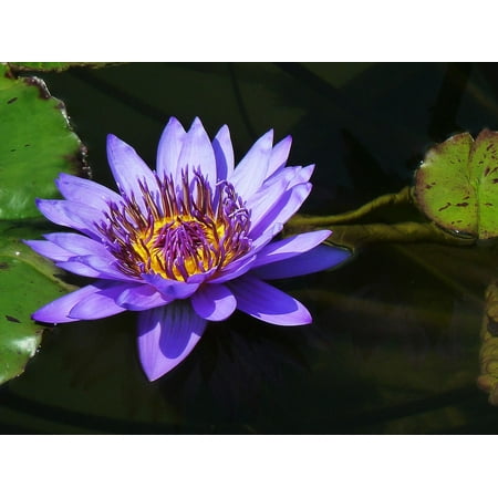 - LAMINATED POSTER Water Lily Pond Plants Purple Poster Print 24 x 36