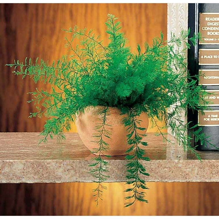 Indoor Fern Plants