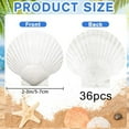 thumbnail image 4 of 36PCS 2\\\'\\\'-3\\\'\\\' Natural Scallop Shells For DIY Crafts, Beach Decor & Weddings For Creating Decorative / Crafting Jewelry, 4 of 6
