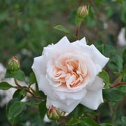 Heirloom Roses Honey Champagne Penny Lane English Legend Rose Bush