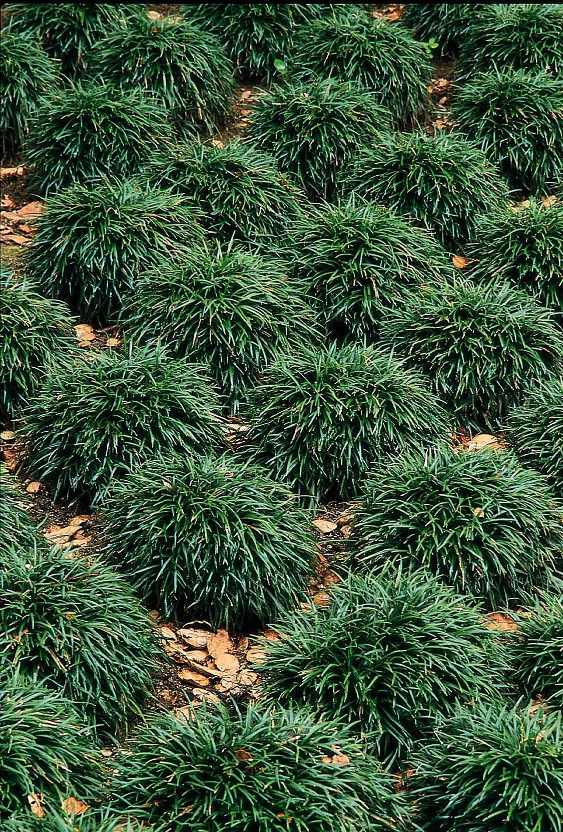 Dwarf Mondo Grass - 10 Live Plants - Shade Loving Evergreen Ground Cover Ophiopogon Japonicus Nanus