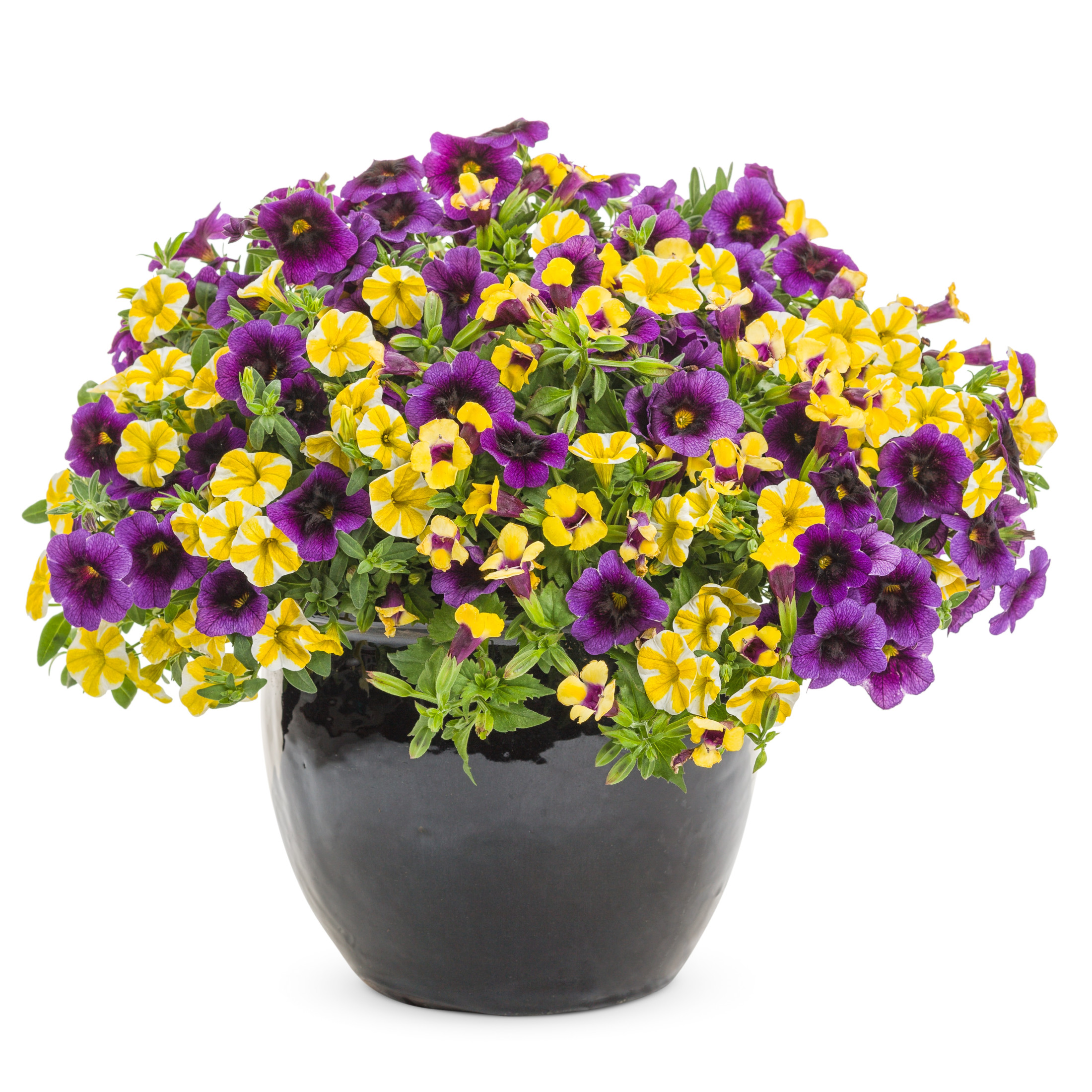 Proven Winners 4" Yellow Catalina Gilded Grape Wishbone Flower Live Plant in 4.25" Pot (4 Count)