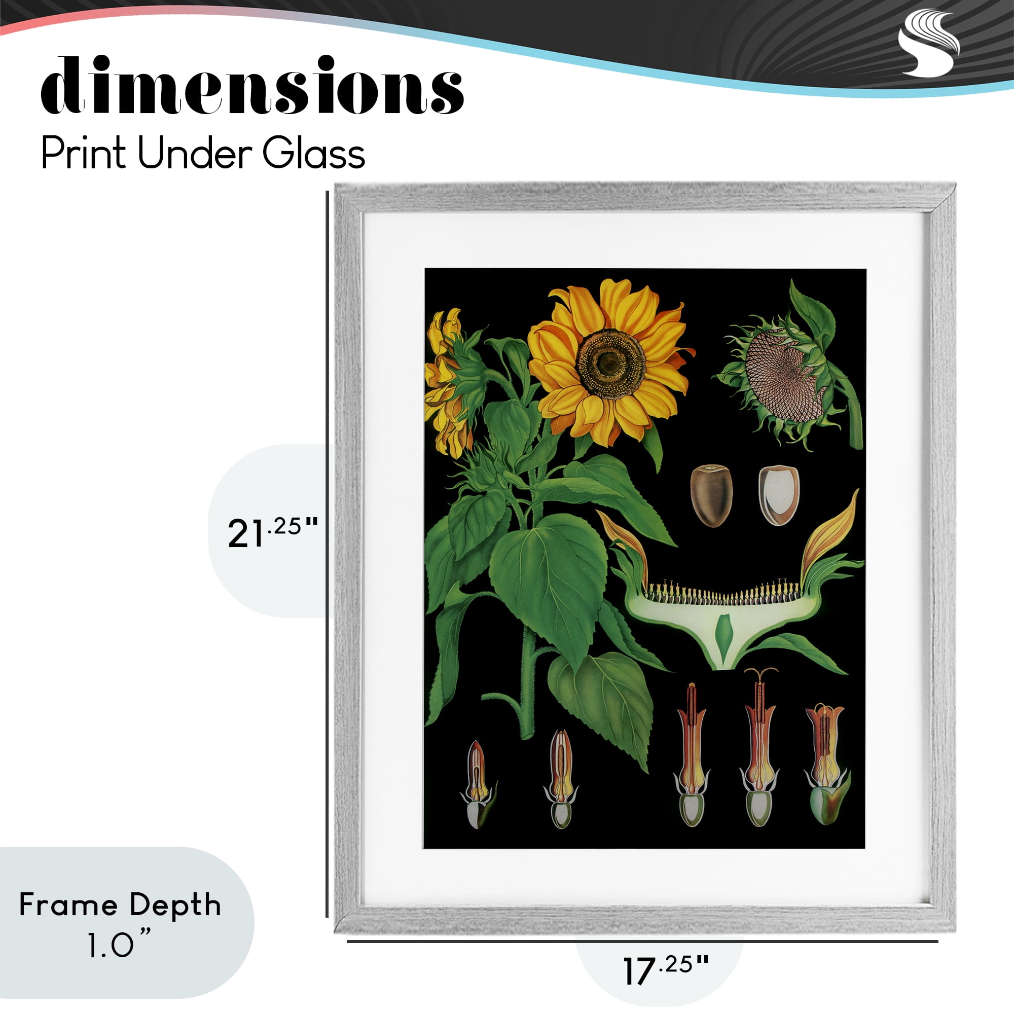 Stupell Industries Sunflower Bulb Illustrations Gray Framed Print Under Glass, design by Vintage Hustle