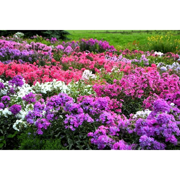 Seedville 10 Phlox New Hybrids Mix Flower Seeds