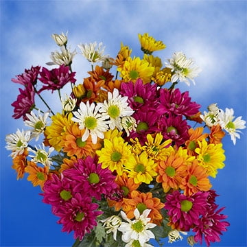 GlobalRose 72 Blooms of Assorted Color Daisy Pom Poms 18 Stems - Fresh Flowers for Delivery