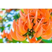 SEEDS- - -5 seeds- Flame of the Forest Tree -Stunning Orange Blossom-  -Container Gardening -Butea monosperma- Serendipity Seeds