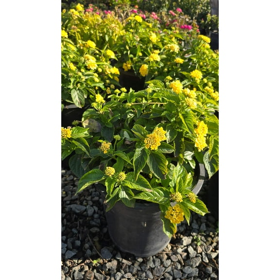 West Indian Lantana Yellow Flower on 5 gallon pot - Get similar