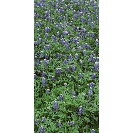 High angle view of plants Bluebonnets Austin Texas USA Canvas Art - Panoramic Images (24 x