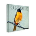 thumbnail image 3 of Stupell Industries Detailed Oriole Bird Portrait Perched Wildlife Animal Graphic Art Gallery Wrapped Canvas Print Wall Art, Design by Alpenglow Workshop, 3 of 7