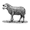 thumbnail image 2 of Art Licensing Studio 21x20 Gold Ornate Wood Framed with Double Matting Museum Art Print Titled - Little Ewe, 2 of 4