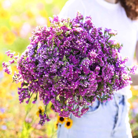 Statice Seeds - Twilight - Packet - Purple Flower Seeds, Heirloom Seed, Open Pollinated Seed Attracts Bees, Attracts Butterflies, Attracts Pollinators, Easy to Grow & Maintain, Container Garden