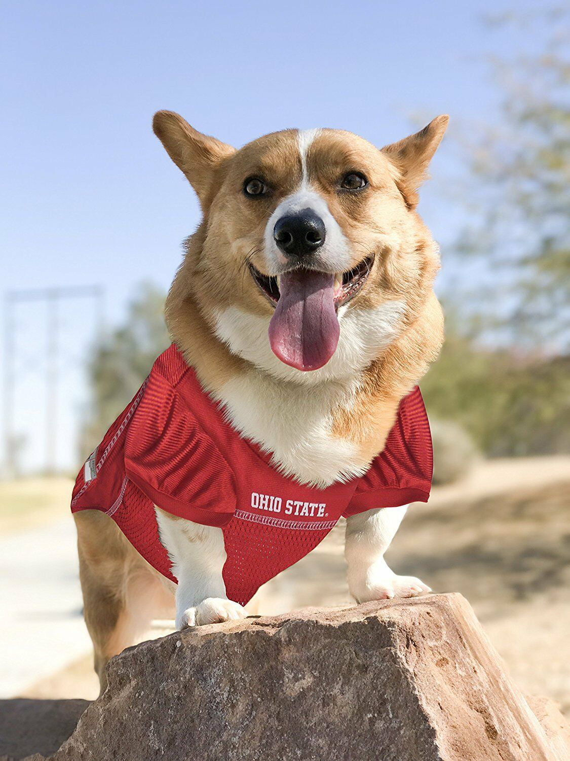 Basketball Jerseys Football Jerseys for Dogs & Cats Available in 50 Collegiate Teams & 7 Sizes Pets First NCAA PET Apparels 