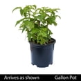 thumbnail image 4 of Willamette Raspberry Bush, Deciduous Fruit Bearing Plant, grown in a 1 Gallon Pot (1-Pack), 4 of 4