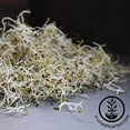 thumbnail image 4 of Certified Organic Alfalfa Sprouting Seed- 8 Oz - Handy Pantry Brand - High Sprout Germination- Edible Seeds, Gardening, Hydroponics, Growing Salad Sprouts, Planting, Food Storage & More, 4 of 8