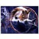 thumbnail image 3 of Cabeza de Animal pintura de diamantes diamantes de imitación pegajosos artes artesanía lienzo decoración de la pared del hogar accesorios Noticed HA8112-00B, 3 of 6