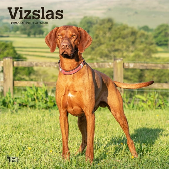 Vizslas | 2026 12x24" (Hanging) Square Wall Calendar | Plastic-Free | BrownTrout