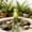D, variant on Deeceymbur Stretching Frog Resin Garden Statue Outdoor Decor Patio Yard Pond Whimsical Cute Sculpture Hand-Painted Weather Resistant Ornament Garden Indoor