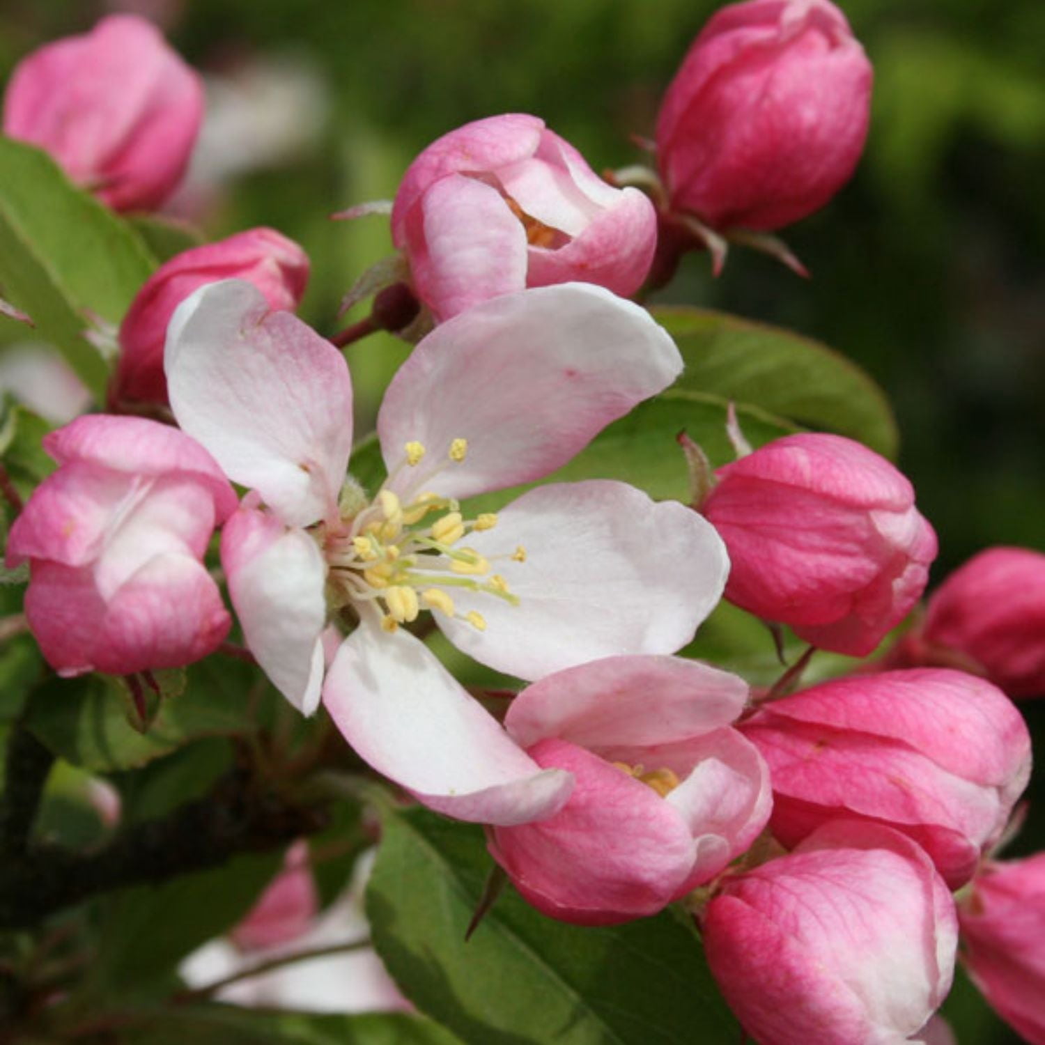 Expert Gardener 3-4 ft tall Sugar Tyme Crabapple Live Tree in 7-Gallon Grower Pot