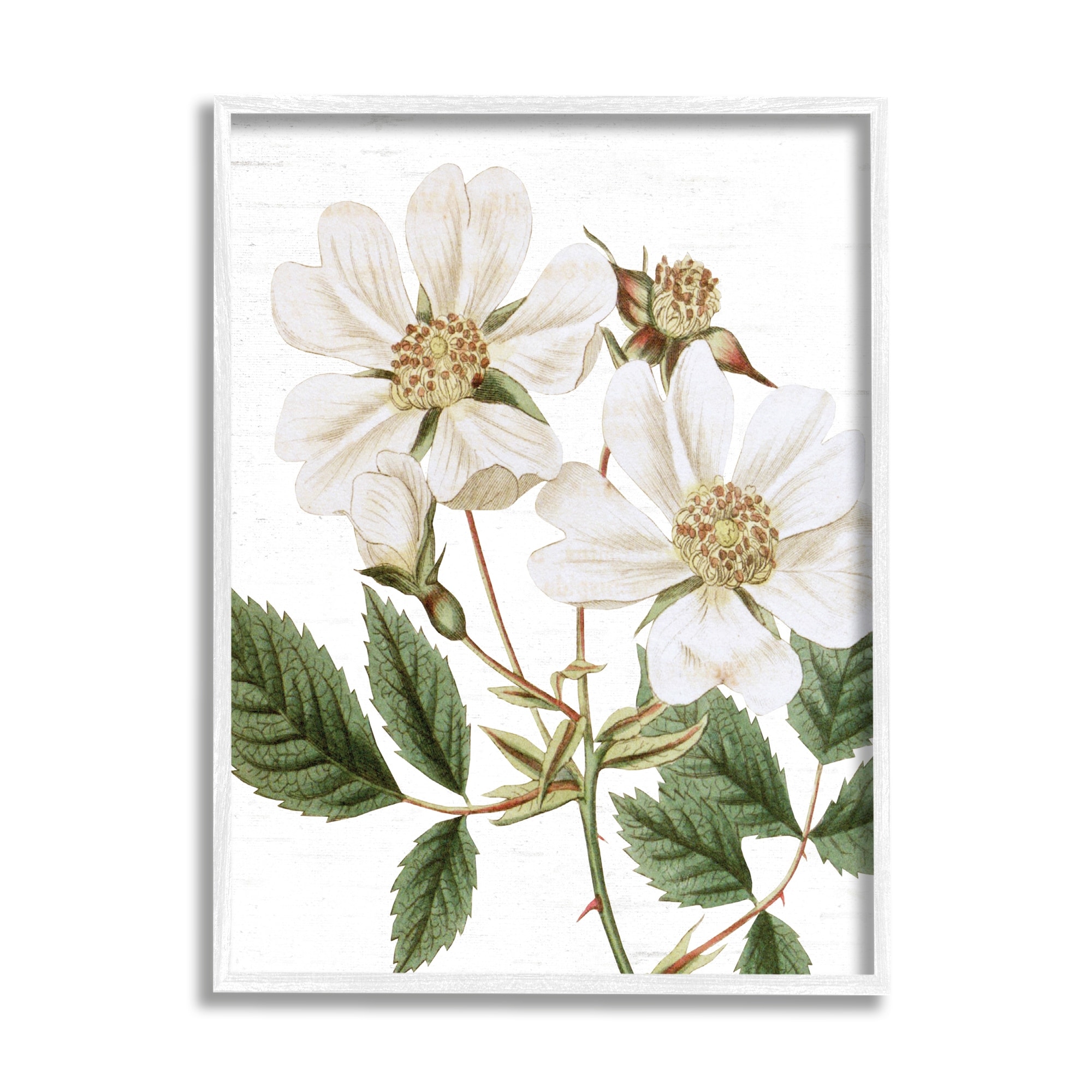 Stupell Industries White Rose of York Vintage Flower Botanical Print,11 x 14, Design by Lettered and Lined