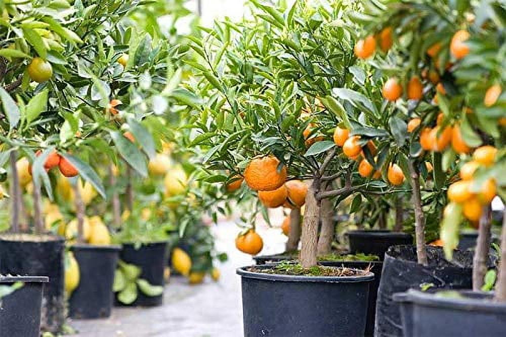 ⭐ PREMIUM 🍊🍋 Citrus Tree Potting Soil Mix - 20 QUART - Special Blend for Indoor Oranges, Lemons, Limes and More by Gardenera Labs (4 Bags of 5 Quart)