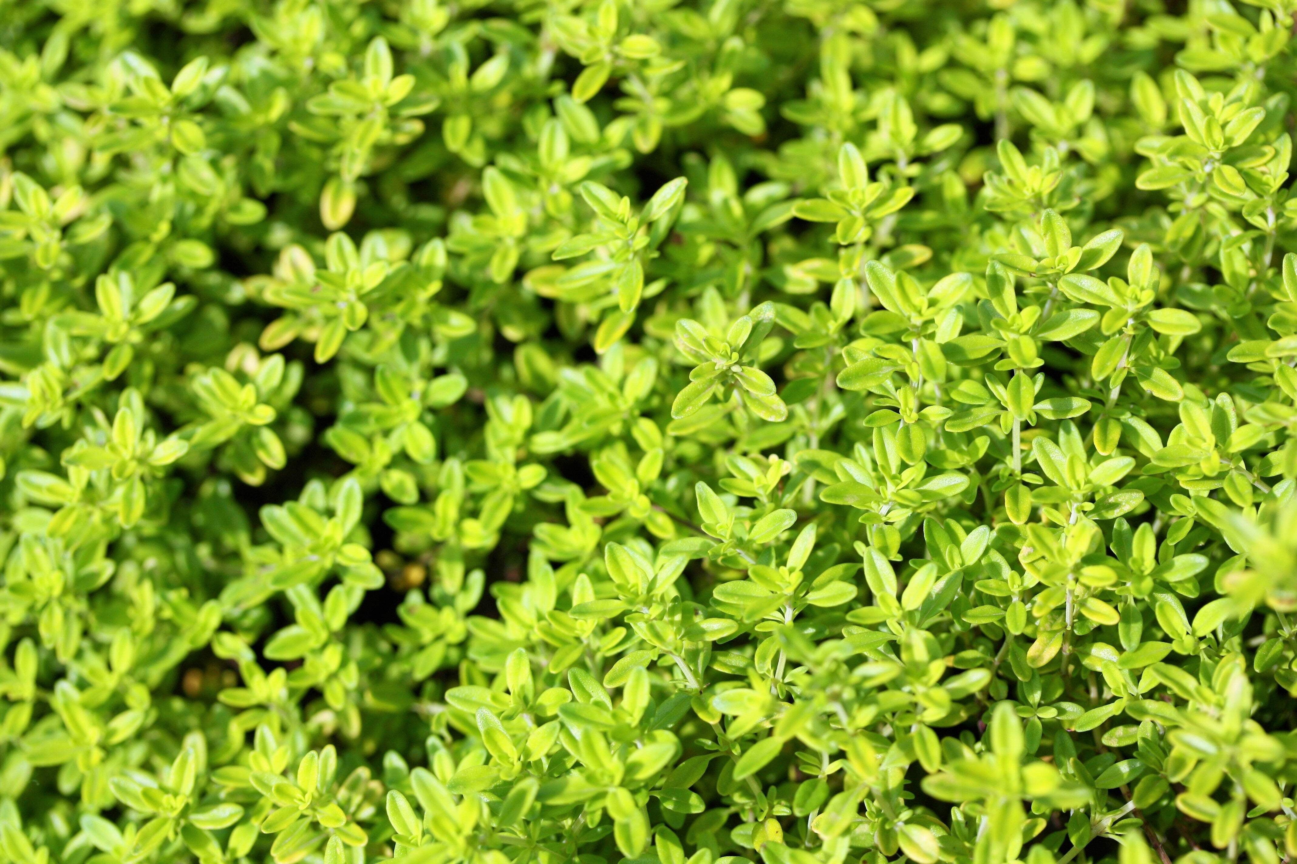 10,000 BULK LEMON THYME Thymus Pulegioides Herb Purple Flower Fragrant Evergreen Seeds