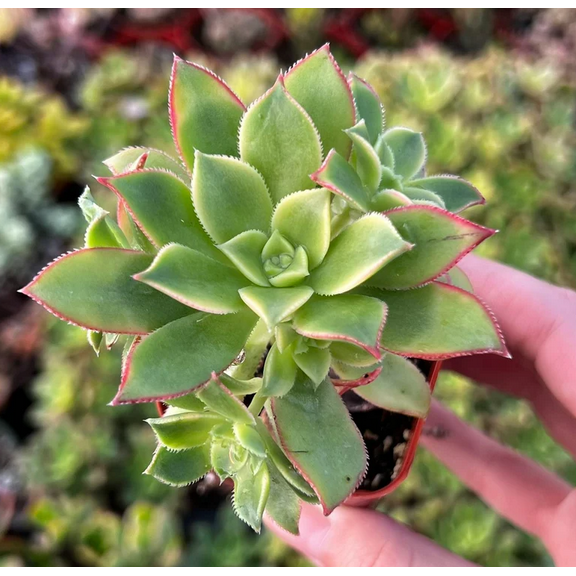 Live Aeonium Kiwi Plant - Rosette Succulents with Pups Plant - 2 Inch Pot