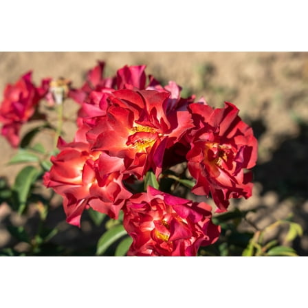 Cinco de Mayo™ Rose - 4" Pot - Mysterious Color Blending