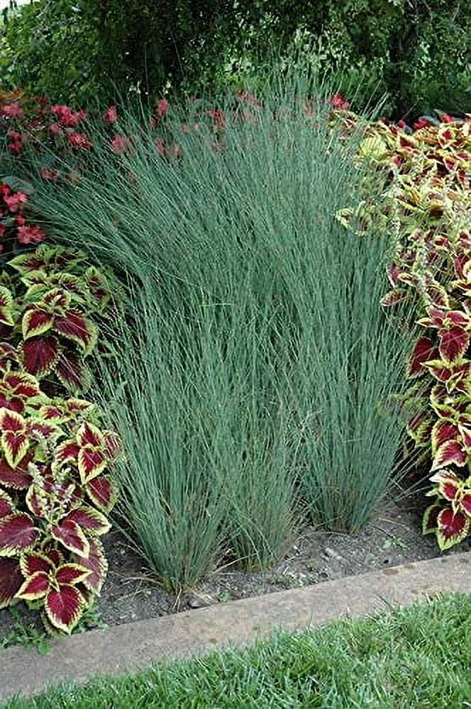 Blue Arrows Rush Grass - Juncus Inflexus - 40 Live Plants - Drought Tolerant Low Maintenance