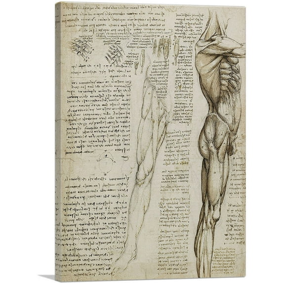ARTCANVAS Studies of the Human Body - The Muscles of the Leg Canvas Art Print by Leonardo da Vinci - Size: 40" x 26" (0.75" Deep)