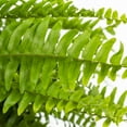 thumbnail image 4 of (2 pack) Expert Gardener 1.5gal Green Boston Fern Live Annual Plant Hanging Basket Part Shade, 4 of 9