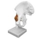 thumbnail image 5 of Modelo de Hueso, Modelo de Articulacia de la Cadera Modelo de Hueso de la Cadera Coxal Modelo de Hueso Coxal Anatomía Modelo de Cadera Real Humano para la Enseñanza, 5 of 7