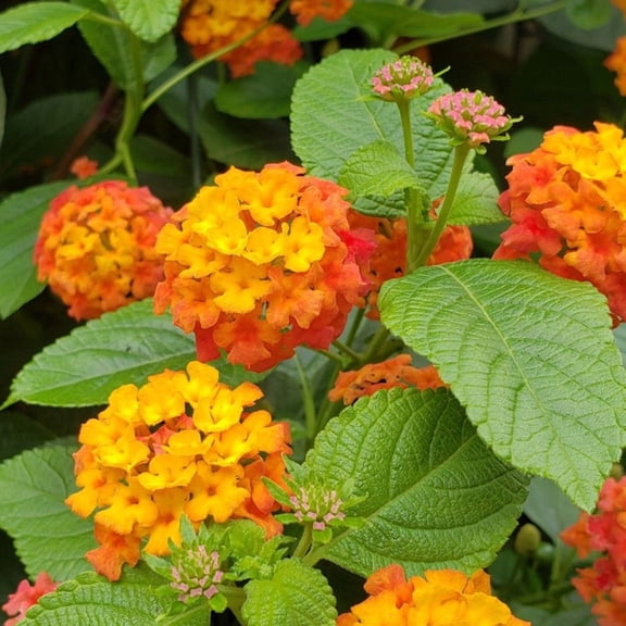 Live Orange Lantana Plant, Trailing Lantana, Ready to Grow for Outdoor Gardening