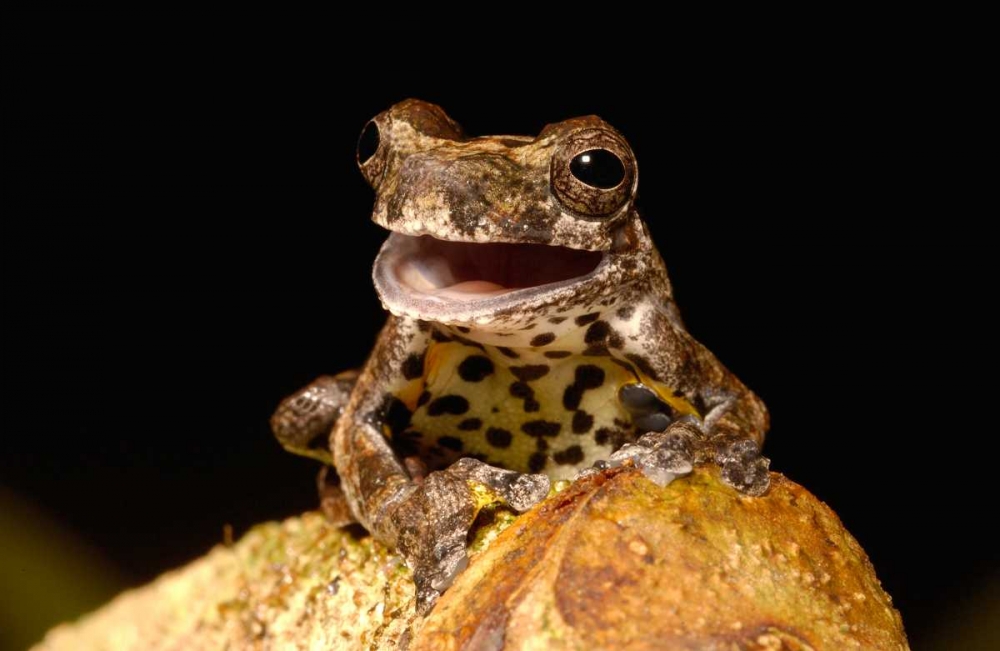 Marbled Tree Frog portrait Amazon rainforest Ecuador Poster Print by