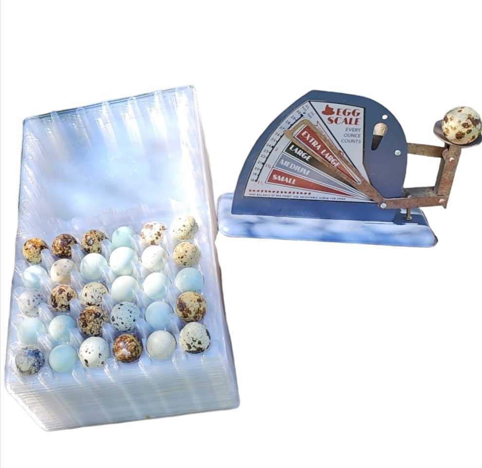 30 hole quail egg cartons for jumbo quail eggs 50 count