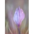 thumbnail image 2 of Shumilova, Ludmila 24x32 White Modern Wood Framed Museum Art Print Titled - Crocus 1, 2 of 4