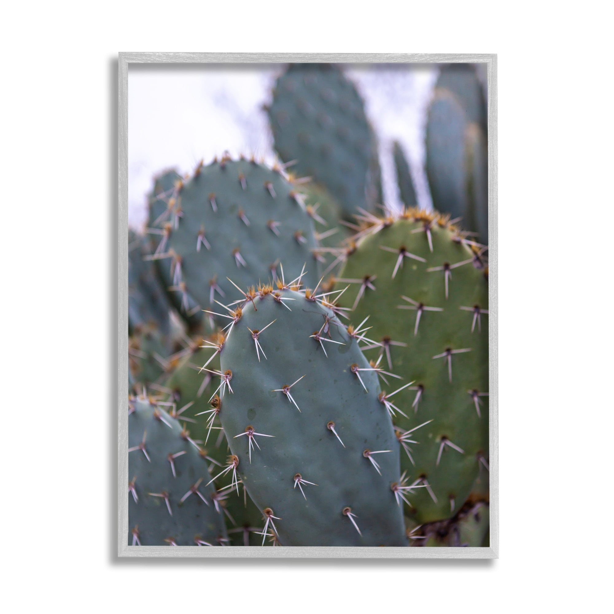 Stupell Industries Prickly Cactus Thorns Close Up Photography Desert Vegetation Photograph Gray Framed Art Print Wall Art, Design by Jeff Poe Photography