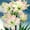 Candy Amadeus, variant on Vigorous Amaryllis Bulbs-Low Maintenance for Winter Blooms-Ideal for Indoor, Plant Pots & Planters