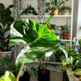 thumbnail image 4 of Sting Ray Alocasia Plant Live, Stingray Elephant Ear Live Plant 6'', Outdoor Growing, 4 of 5
