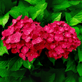 thumbnail image 3 of Red Hydrangea Live Plant, Hardy Flowering Shrub, 3 of 6